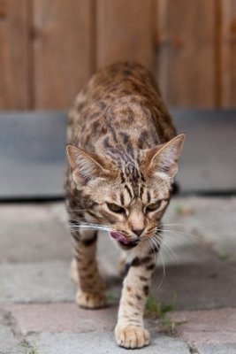 The leopard has eaten :)