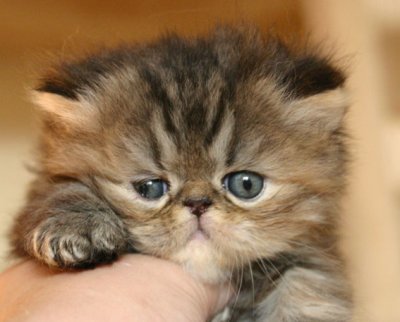 4,5 weeks old
