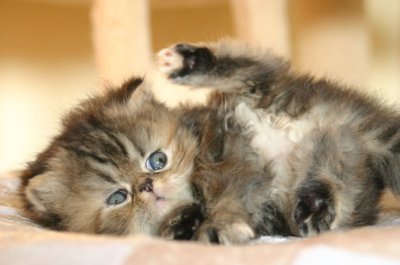So playful and chic :)
