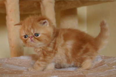 4,5 weeks old