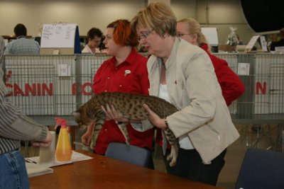 EC S*Junglespots Coronado, tawnyspotted ocicatmale, here with judge Sirpa Lindelf