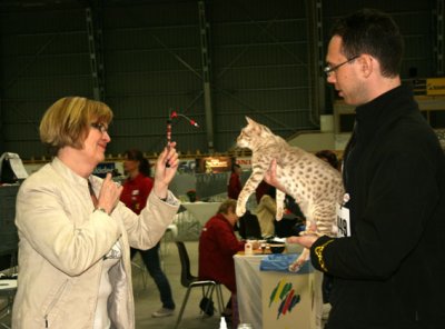 IC US*Low Country Lil' Miss Magic, lavenderspotted female was Int. Champion at saturdays show :) Here Per is showing her