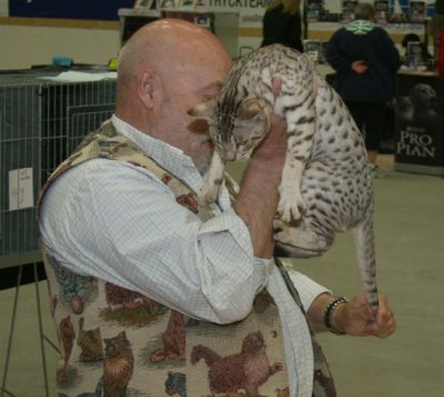 S*Junglespots Voodoo Magic, chocolatesilverspotted male competing in class 11 this weekend