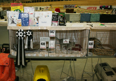 S*Junglespots cattery was Best In Show both days in Cat. III!! :)