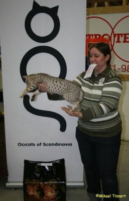 Me and Amos - in the ocicatspecial he won the class Best Body only 7 month old! :)