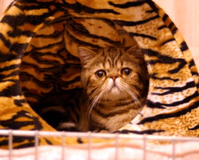 S*Callidoras Hold Me, browntabby exoticboy - relaxing in his nest :)