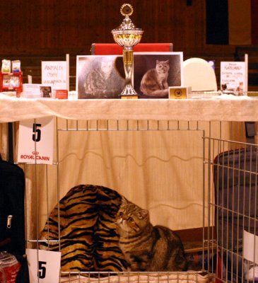 Boas prizes