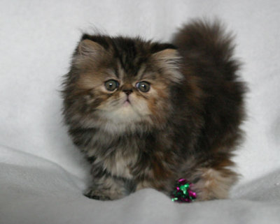 Lady 7 weeks old, a little furball :)
