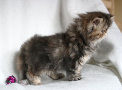 She see her sibblings running on the floor :)