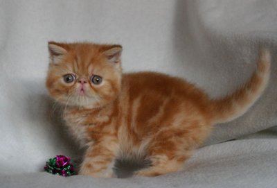 Redtabby boy 7 weeks old