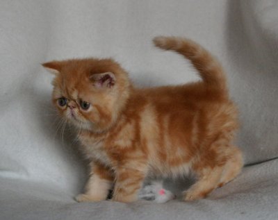 Chubby boy :)