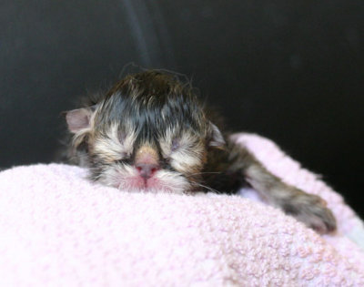 Ladu newborn, not even dried up! :)