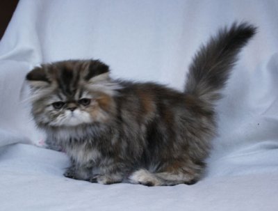 Dark Angel 11 weeks old