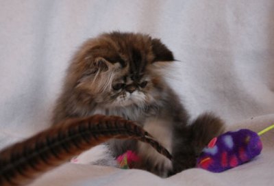Always playful