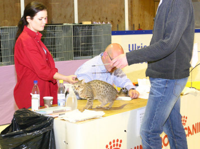 Miira was the one in class 11 of the chocolatespotted ocicat who was selected to come back for NOM