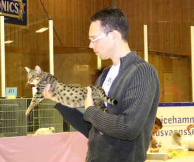 Izak & Per showing off for the Best In Variety - Izak won and beat all the adult cats! Best Tawnyspotted ocicat in the show! :)