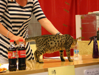 DK*jenfryd's Ehab 4 Junglespots aka Izak on the showtable