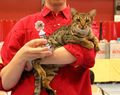 He was Catharinas best kitten in hard competition, unfortunatley he lost on straw in the finals =(