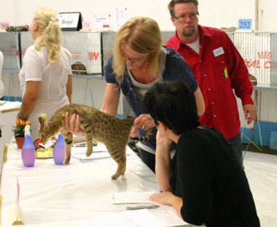 FIN*Topspot Miragazza, chocolatespotted ocicatgirl, here with judges pupil Ulrica on left and judge Arja Martikainen