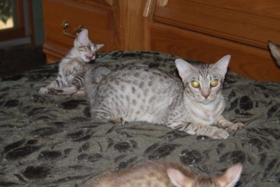 Lady a little bit over a year, with some of her kittens
