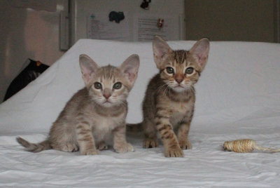 The girls 7,5 weeks old