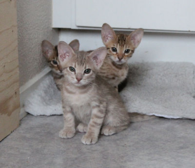 Now we want to take a nap, playing is tireing :)