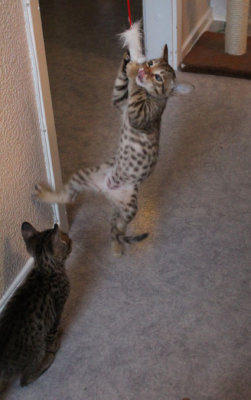 Touchdown, his favourite toy and he is acting like his father when he was a kitten! Kick 'em!
