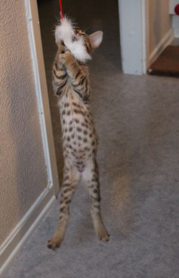 And on the belly :)