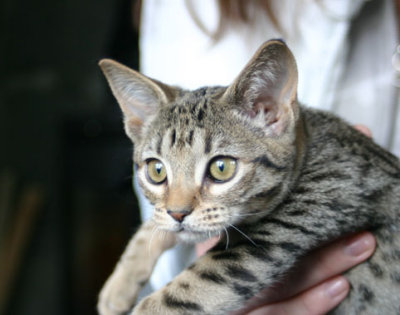 S*Junglespots Wadjet, OCI n 24