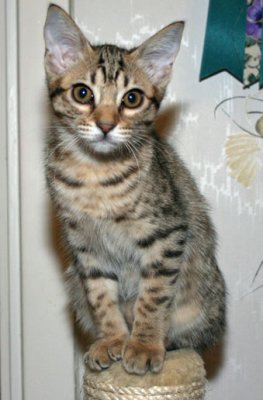 Sekhmet 12 weeks old