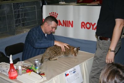 EC S*Junglespots Coronado was Europa Champion at satudays show!! Congrats!!