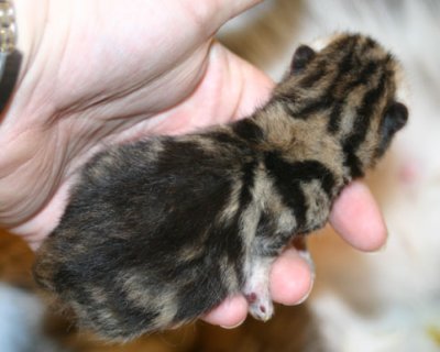 1 day old