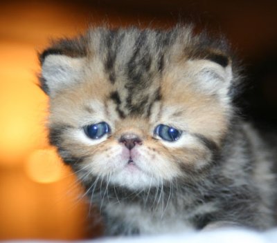 Cute? :)