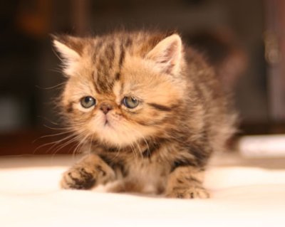 5 weeks old