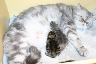 1 day old - Hey guyes! The milkbar is open!!