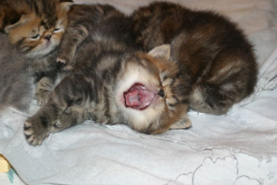 Yaaawn