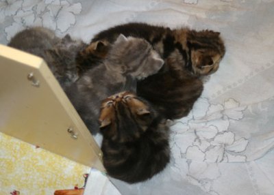sleeping nest