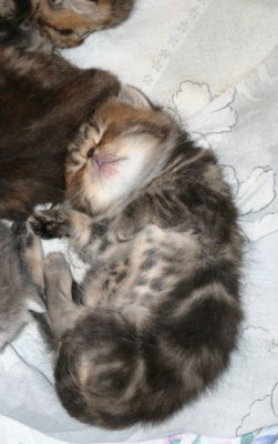 Don't you just want to grab and cuddle? :)