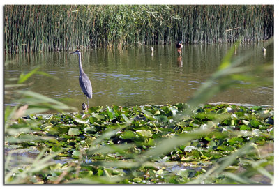 IMG_reiger.jpg