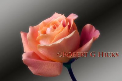 Blooming Orange Rose