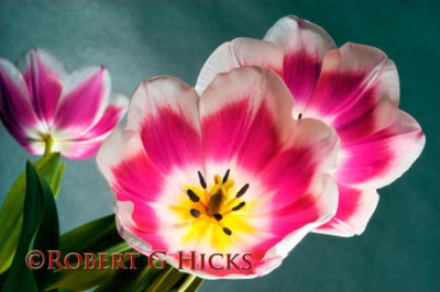 Three Blooming Red & WhiteTulips