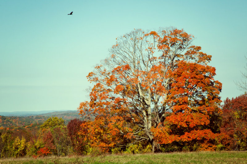 186, Autumn Tree, Mt. Kisco
