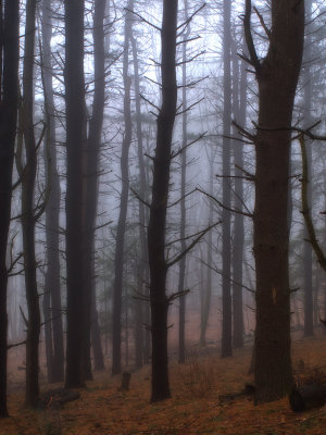 107  Trees in Fog, Mt. Kisco