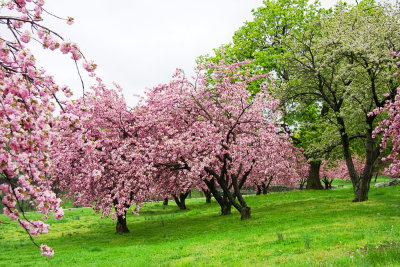 119, Cherry Blossoms, Mamaroneck