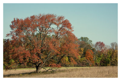 183, Autumn Tree, Mt. Kisco