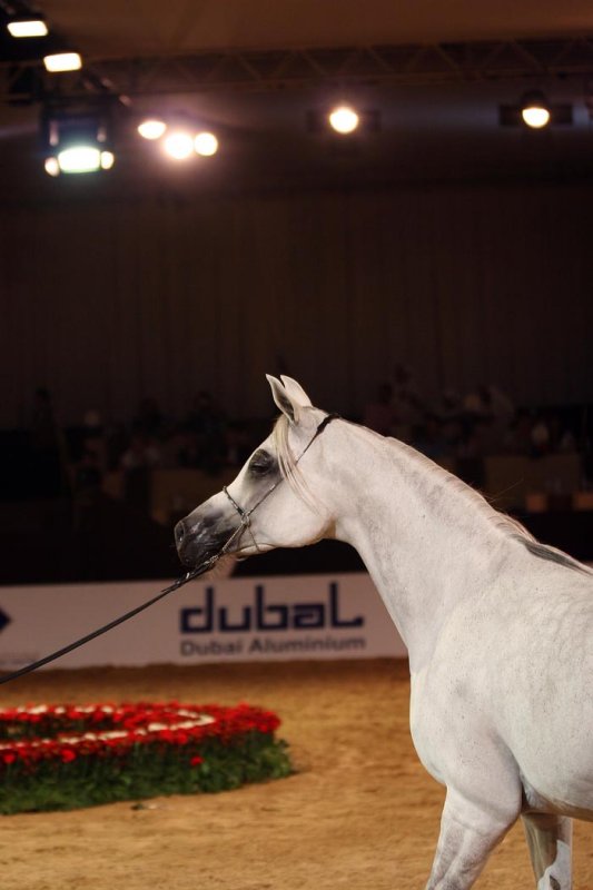 Arabian Horses (21).jpg