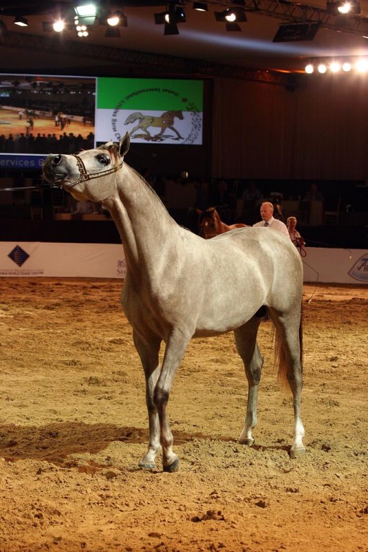 Arabian Horses (63).jpg