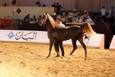 Arabian Horses (14).jpg