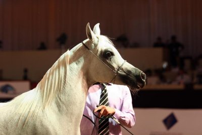 Arabian Horses (16).jpg