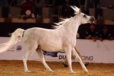Arabian Horses (4).jpg